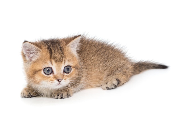 Маленький полосатый шотландский котенок золотистого окраса