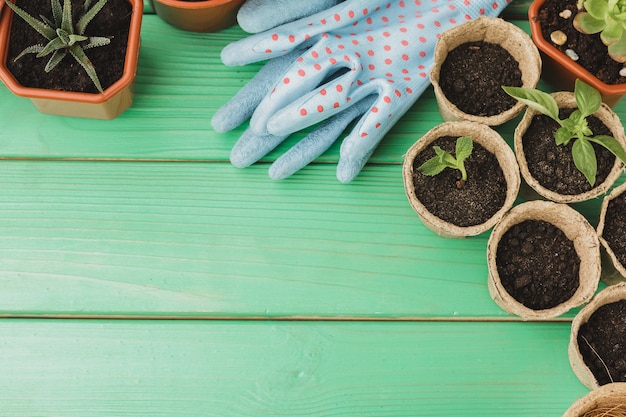 Piccole piante succulente sono pronte per il trapianto da vicino su legno