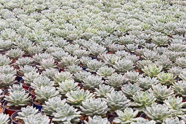 Small succulent plants background 