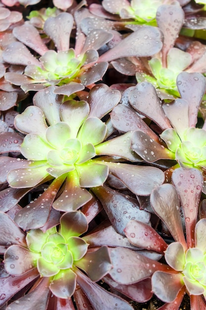 Small succulent plants background 