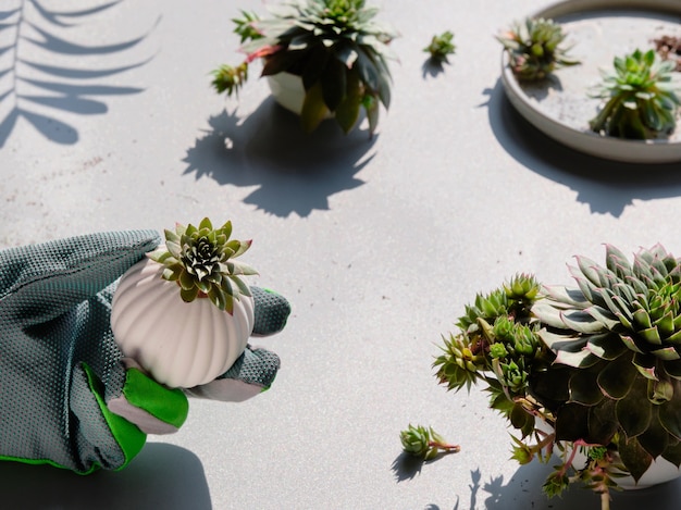 Small succulent plants and gardening gloves