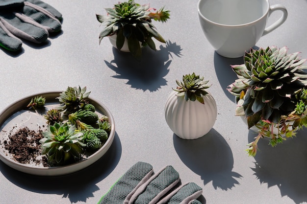 Small succulent plants and gardening gloves