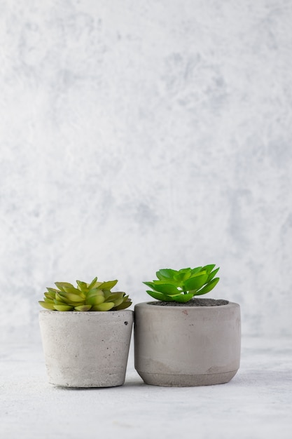 small succulent plants in pot stand on a light background