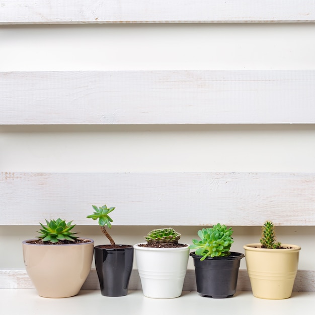 Small succulent plants in pots in home interior