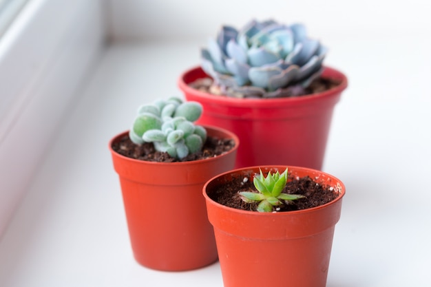 Small succulent plants in pots in home interior