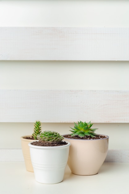 Small succulent plants in pots in home interior