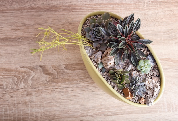 Small succulents in a ceramic pot