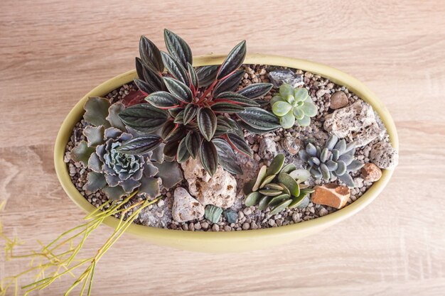 Small succulents in a ceramic pot