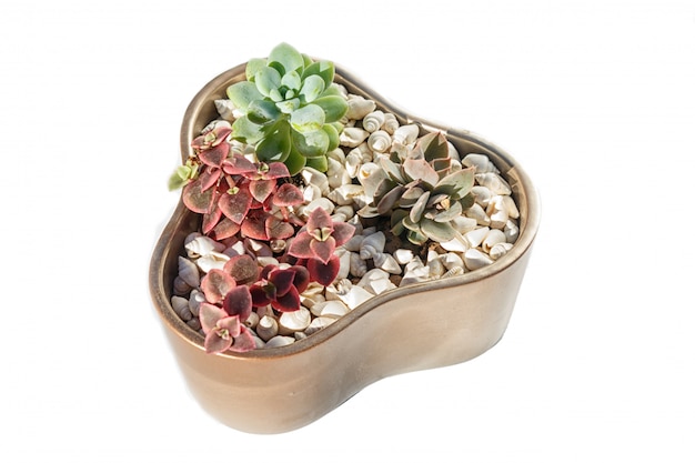 Small succulents in a ceramic pot