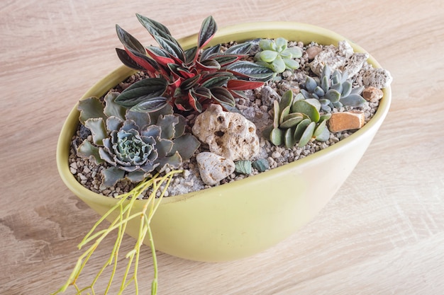 Piccole succulente in una pentola di ceramica