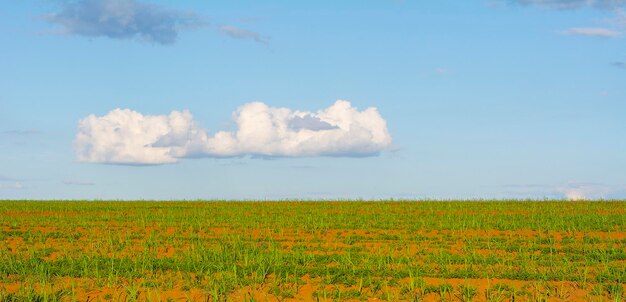 Small sugarcane plantation on sunny day