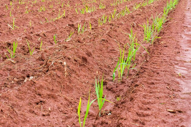 Small sugarcane plantation on sunny day