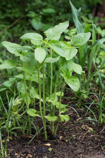 Small sunflower plants in the organic garden in spring