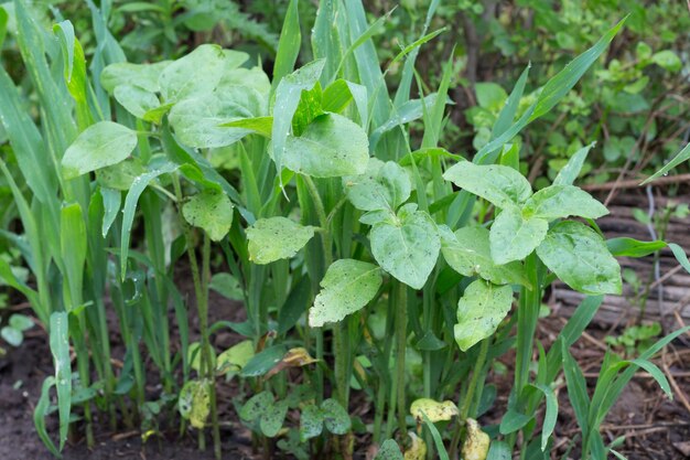 Small sunflower plants in the organic garden in spring