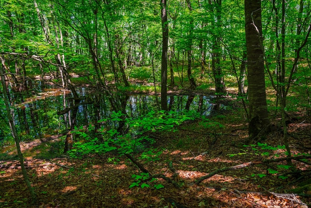 Photo small swamp in a green forest