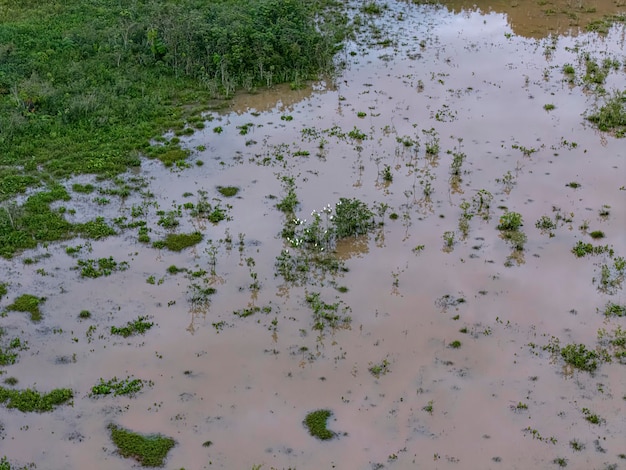 Small Swamp with white herons