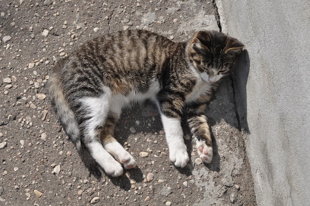 舗装道路に横たわっている小さなぶち猫