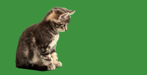 Small tabby kitten look side on green background on copy space. Gray cat isolated on color background. Long web banner with copy space.