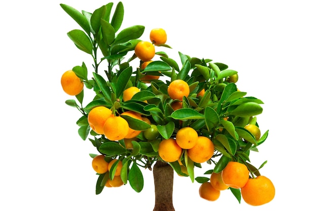 Small tangerine tree