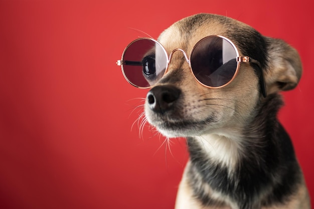 small terrier dog with glasses on a red background