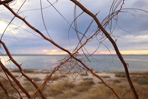 Small thorny branches in front of a sunset