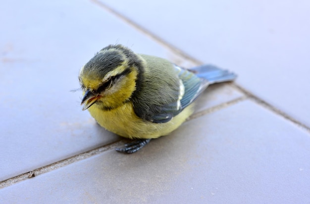 Foto un piccolo uccello titmouse è seduto su una superficie di piastrelle chickadee