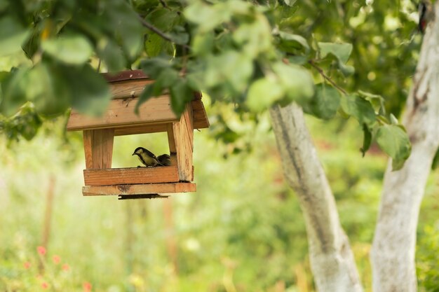 Small titmouse sitting on wooden feeder for birds