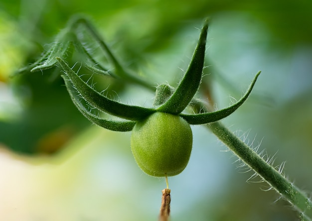 Small tomato growing in the plant