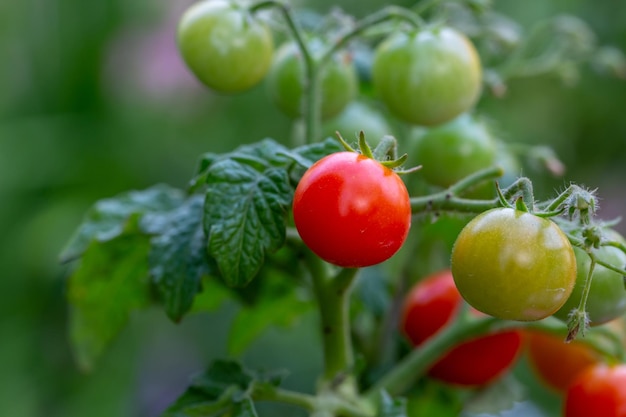 Small tomatoes hanging on a branch on a summer sunny day macro photography