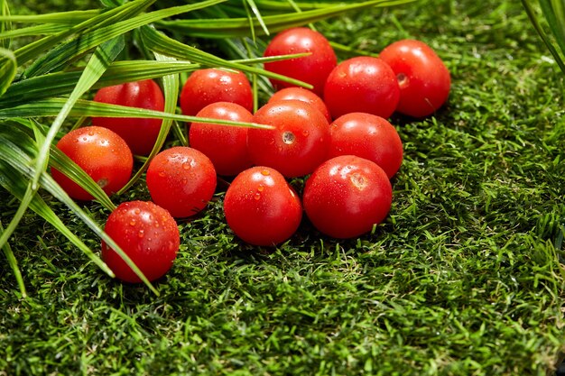 Small tomatoes on the lawn among the grass