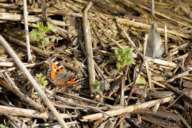 작은 거북이 등껍질(Aglais urticae L.)