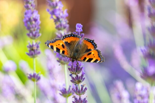 Photo small tortoiseshell butterfly on lavender