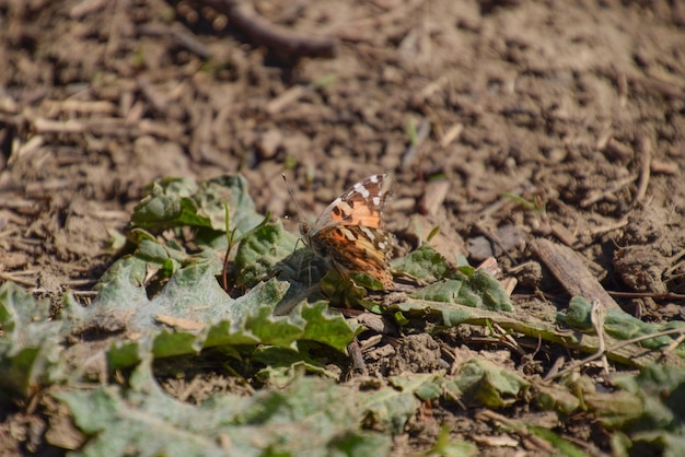 The Small tortoiseshell on the plant