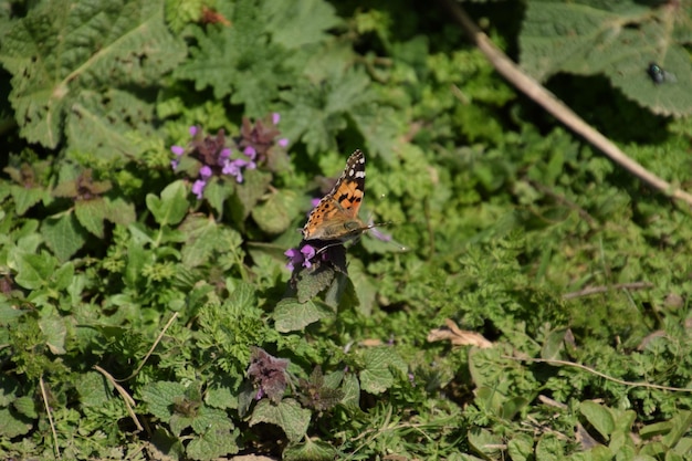 The Small tortoiseshell on the plant