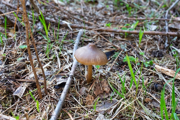 Small toxic poisonous mushroom entoloma vernum is growing beyond pine needles in woodland