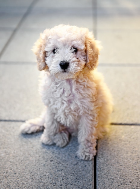 灰色のタイルの上に座って小さなおもちゃプードル子犬