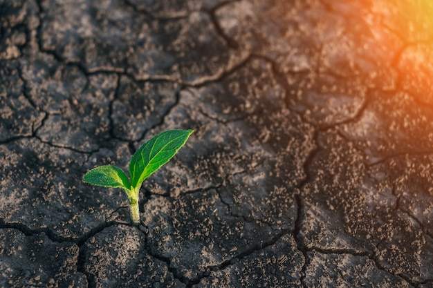 Photo small tree breaks through the pavement green sprout of a plant makes the way through a crack asphalt concept dont give up no matter what nothing is impossible  health medicine cosmetic