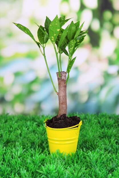 Small tree in bucket on grass on natural background