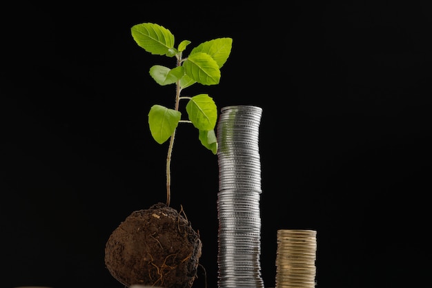 small tree and coin stack on dark background