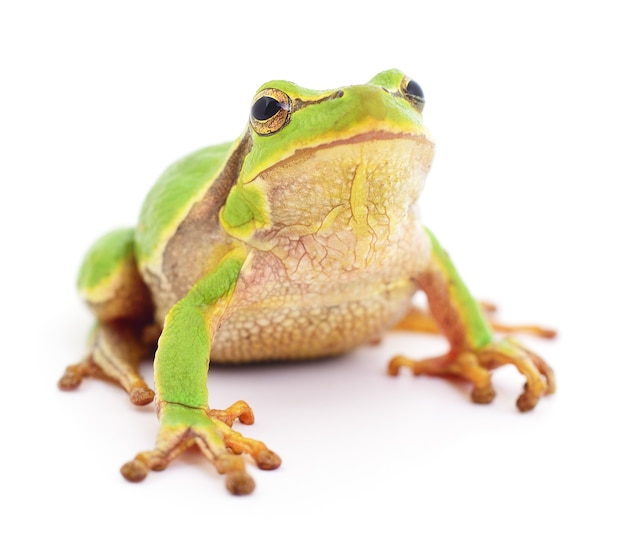 Small tree frog isolated on white background.