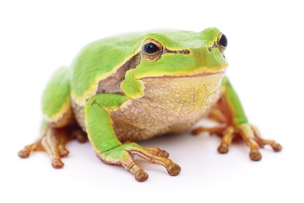 Small tree frog isolated