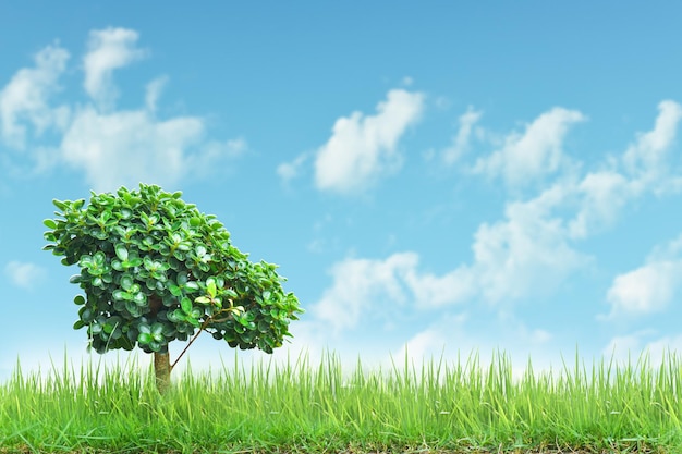 small tree on the green grass field with blue sky background
