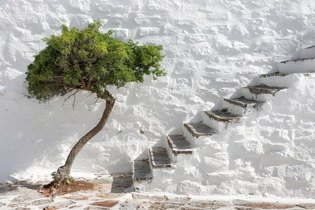 Photo small tree growing in front of a white stone wall with stairs