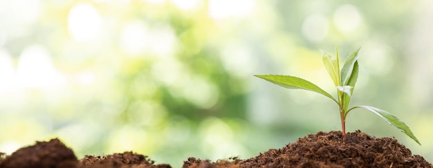 Piccolo albero che cresce in giardino con il concetto di alba eco giornata della terra