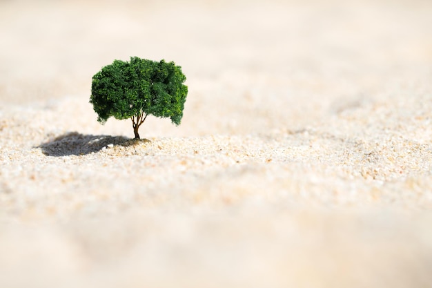 Small tree growing out of the sand in the desert