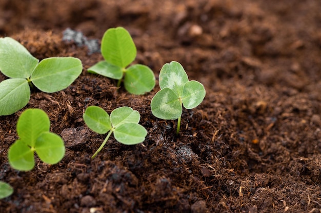 small tree growing on soil in garden with sunshine eco