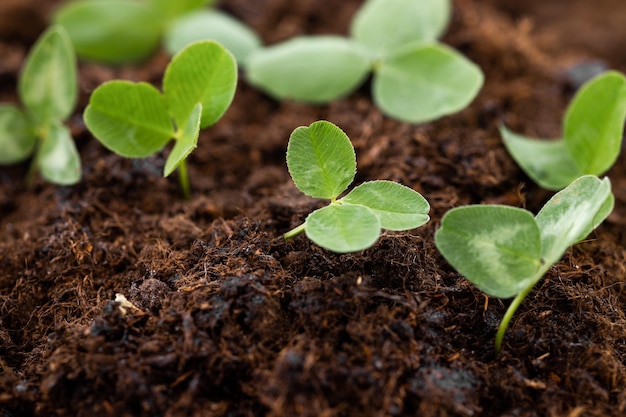 small tree growing on soil in garden with sunshine eco