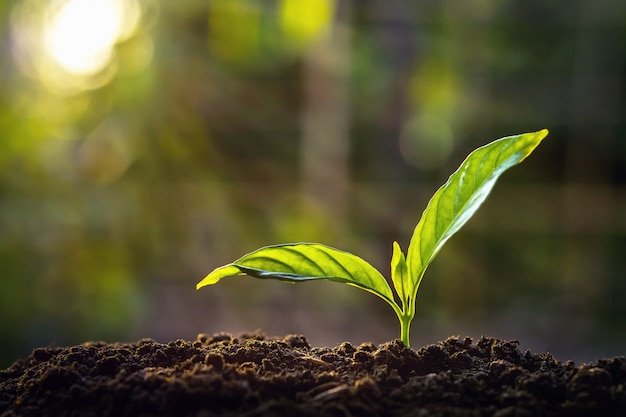 Small tree growing in sunlight