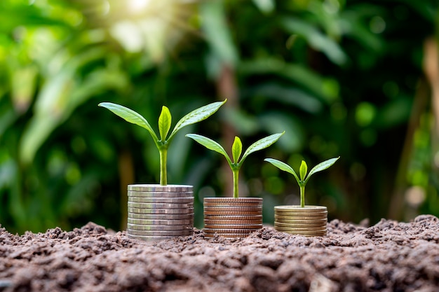 Small tree grows on coins and trees on money grows in soil, investment and finance ideas.