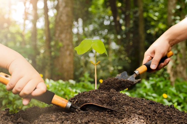 A small tree and hands are planting trees tenderly